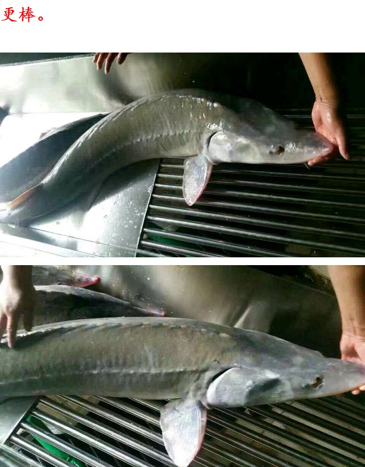 黑龙江野生鲟鱼 鳇鱼 鲟龙鱼七粒浮子鱼 即食熏鱼块 350g包邮_7折现价