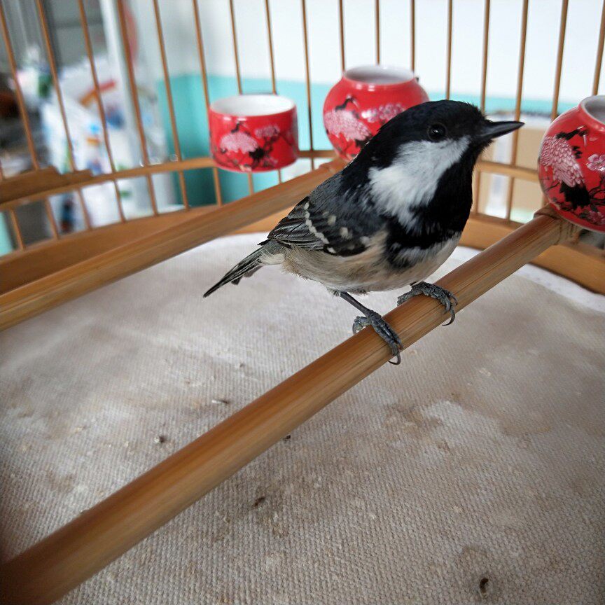 鸟食饲料靛颏绣眼红子点颏相思鸟鸟食鸟料牛肉料 3斤全国包邮_双氙