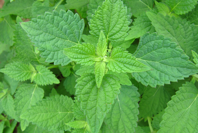 正宗野生 冬凌草 茶 冬凌茶济源王屋山神奇茶纯叶包邮