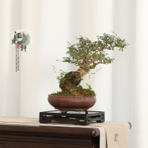 Solid Wood Purple Light Sandalwood Back Textured Rectangular Chishi Stone Buddha Swing with seal teapot potted incense stove modern Chinese style base