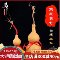 Yishui pavilion natural gourd ornaments pendant Natural growth Home accessories Office living room decorations