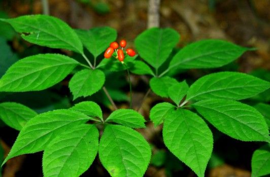 三伏天"伏补",这才是人参正确的吃法