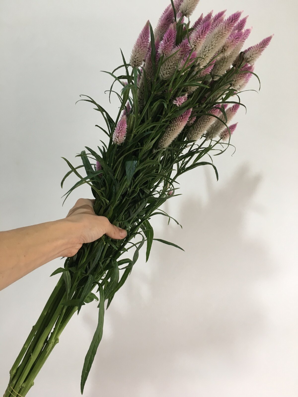 凤尾云南昆明鲜切花速递多头凤尾草鲜花玫瑰插花束搭配花配草空运