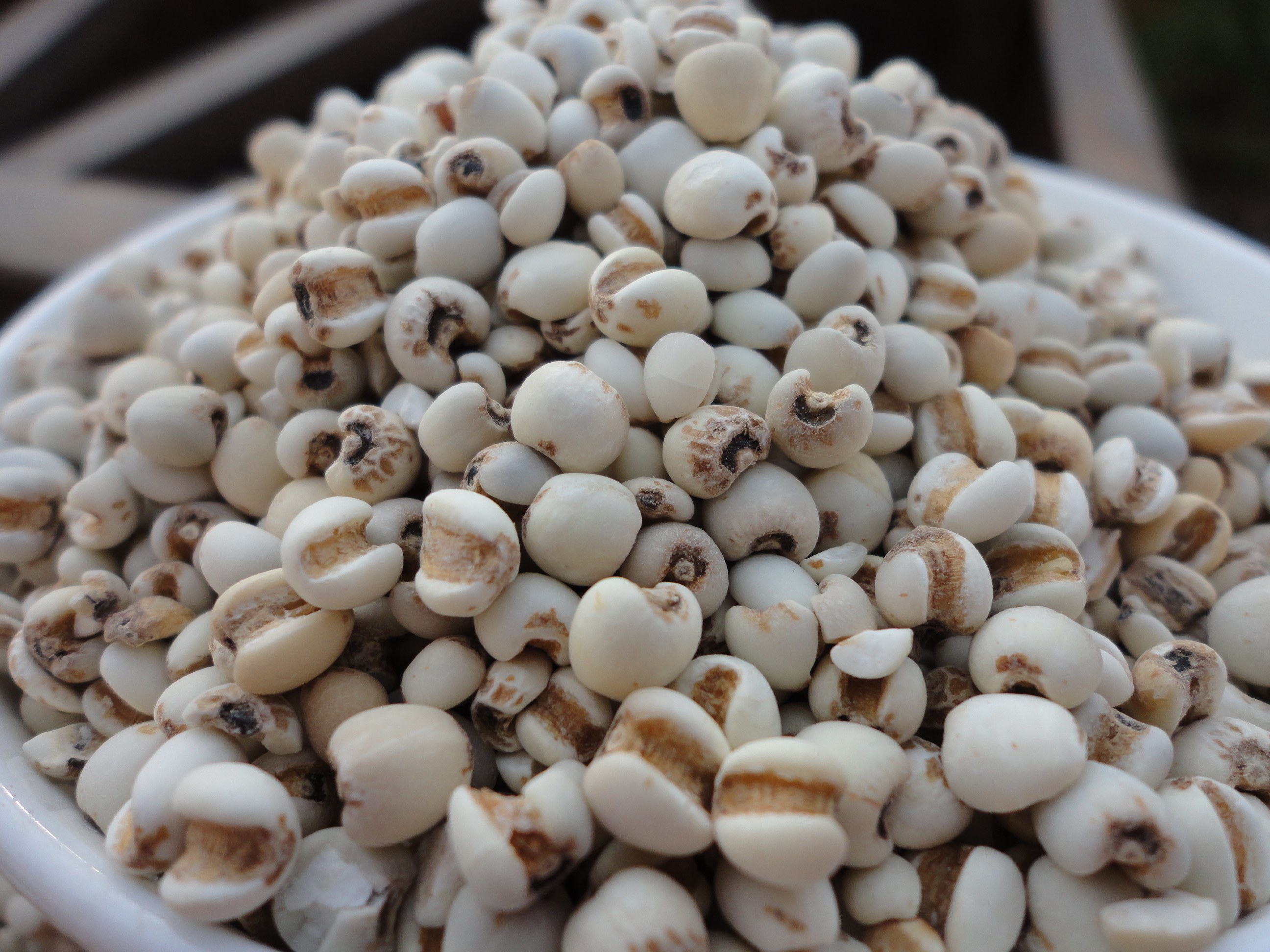 天然无硫 新鲜薏米小薏米仁 农家新货糯意苡仁小粒薏仁米