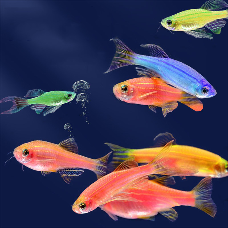 七彩斑马鱼活体热带鱼观赏鱼