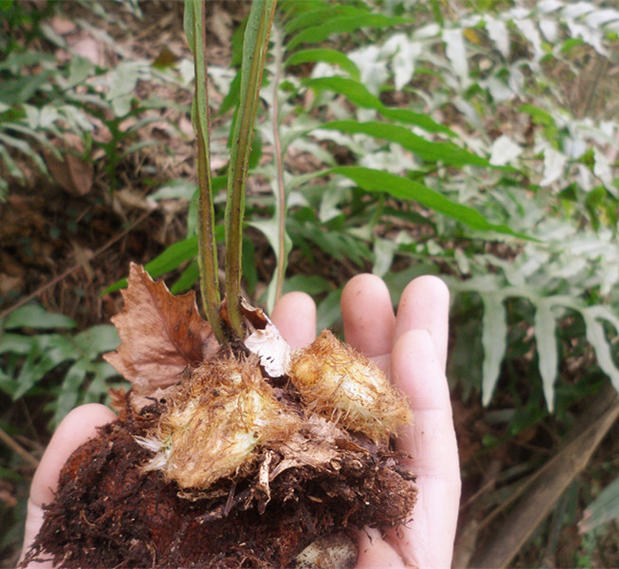 野生中草药猴姜 治脱发斑秃骨质增生骨碎补 2斤包邮 拍了现摘