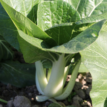 Milk cabbage seed four seasons black leaf cabbage seed tender rapeseed balcony potted autumn vegetable seed