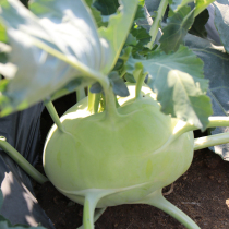 Green Kohleran seeds Purple Kohleran Seeds Autumn Rapeseed Vegetables Seed Kale Cord Brassica