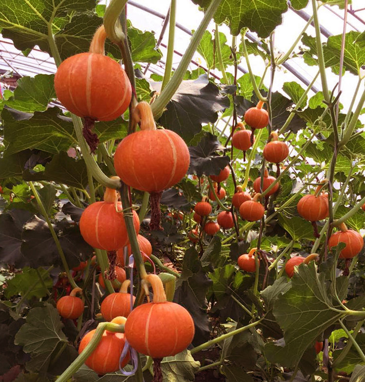 红蜜南瓜种子 食用面甜 红皮小南瓜籽 板栗风味早熟 春播蔬菜瓜果