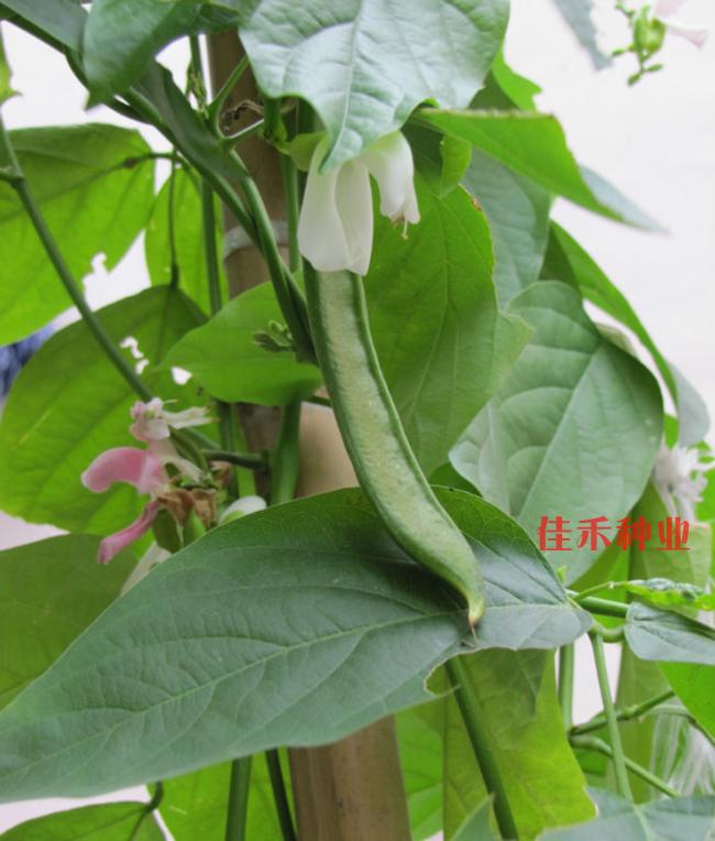 农家红刀豆种子 老品种大扁豆 巴西豆眉豆 豆角 菜豆 春播蔬菜种