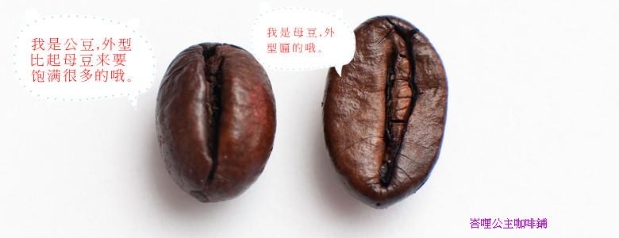 100%印尼直达原装进口PEABERRY COFFEE