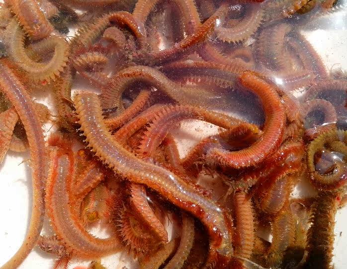 1斤!海鲋,鲈鱼,海鲫鱼专杀!鲜活管虫!管食,袋虫