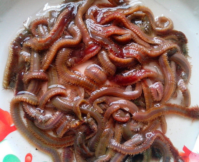 管蛆!1斤!海鲋,鲈鱼,海鲫鱼专杀!鲜活管虫!管食,袋虫