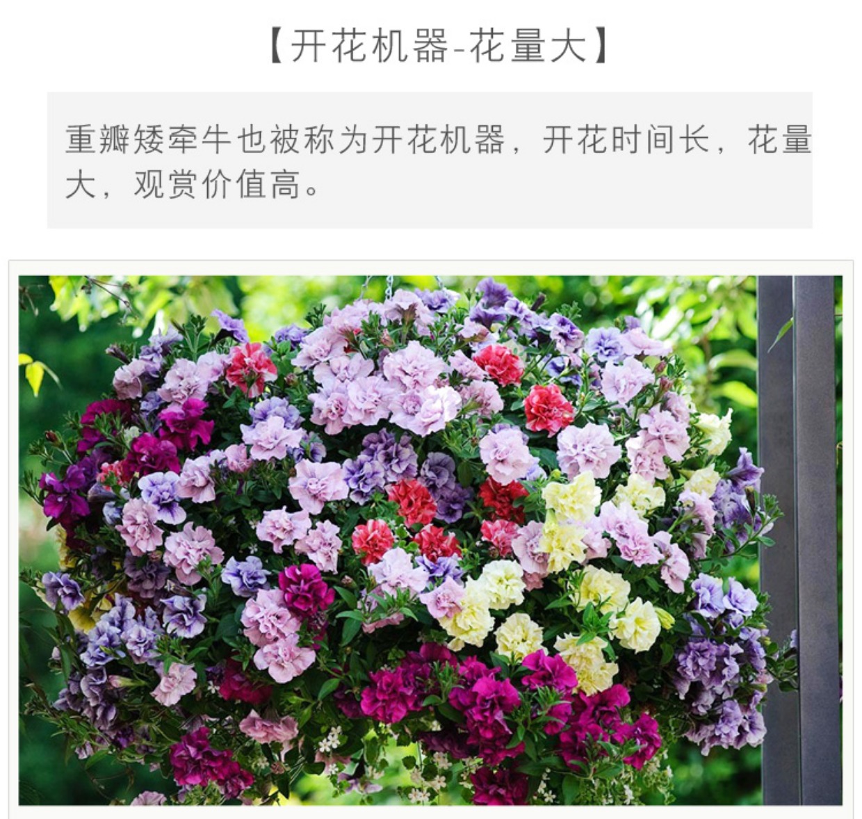 49包邮重瓣矮牵牛花苗花种子苗四季开花阳台庭院室内花卉盆栽植物