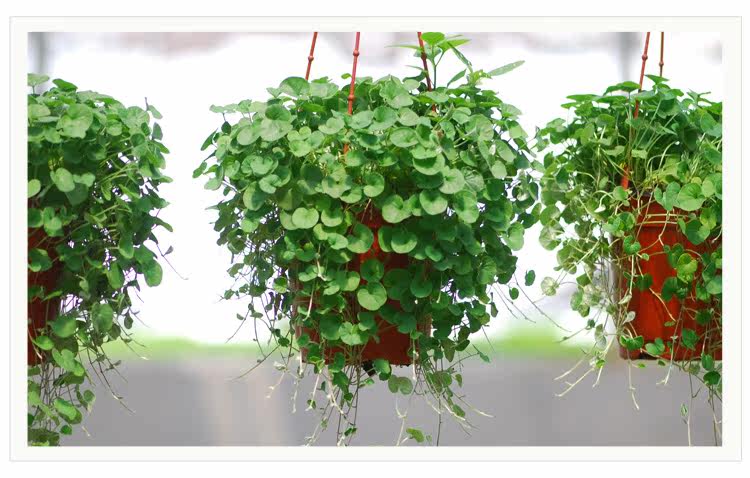 马蹄金花苗花种子苗春季吊兰盆栽绿植阳台庭院花卉植物