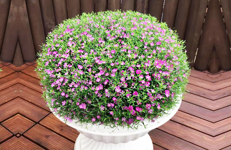 满天星盆栽花苗四季开花秋季盆栽阳光花卉室内