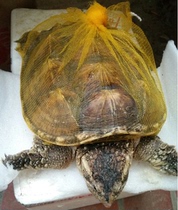 ) Live tortoise Crocodile tortoise Live tortoise Crocodile tortoise Large crocodile tortoise Pet tortoise Family Ornamental tortoise