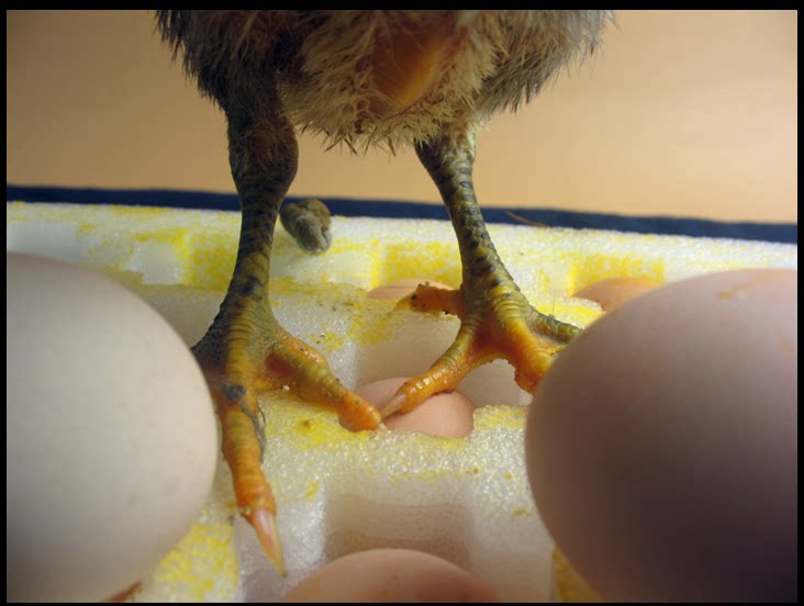 孵斗鸡蛋】【包出壳】【等于买鸡苗】纯种越南斗鸡种蛋斗鸡受精蛋