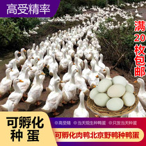 Duck Breeder Egg Fertilized Egg Can Hatch Fertilized Egg Pet Native duck Grand White Duck Egg White Plume Beijing Cherry Peach Valley
