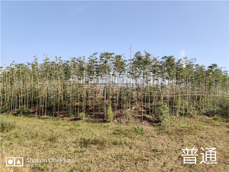 特立独行娱乐手机 ,一加7T游戏机体验203