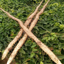 Henan Yam soil iron bar Yam fresh Henan Jiaozuo Wenxian Huai Yam 5kg