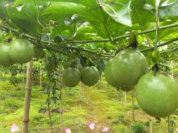 广西百香果5斤包邮农家鸡蛋果新鲜西番莲中小果热带水果汁原汁肉_7折