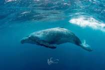 Free diving soup enlarged wing whale watching whale tour underwater photography tour