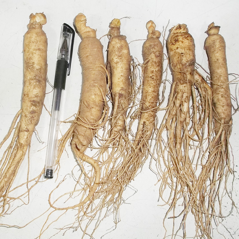 祖华 鲜人参 500克15只左右 顺丰包邮 带土人参
