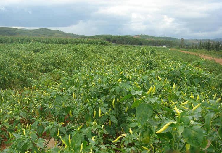 云南特产泡椒750g小米辣椒野山椒泡椒水自制泡凤爪泡菜调料瓶装