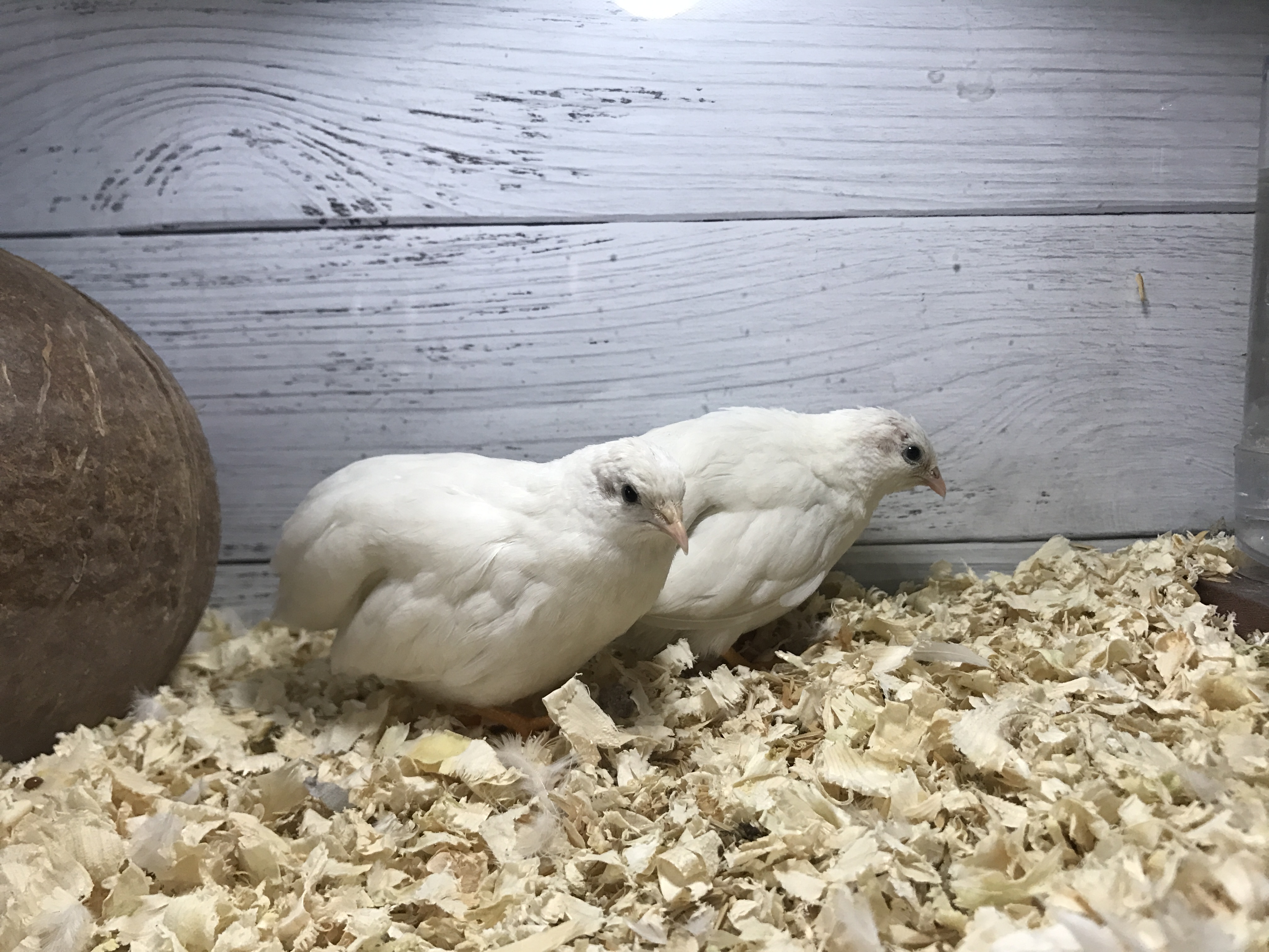 变异纯白色蓝胸鹌鹑宠物鸟活物能下蛋芦丁鸡活体青年种对包邮包活