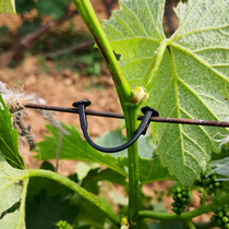 Grape tied branch buckle tied grape hook clip tied Kiwi hook tied drip irrigation clip Grape tied vine card