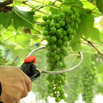 Grape sprayer bulking agent Dip fruit sprinkler Dip fruit artifact ear pulling device Dip medicine device Puff fruit tree dip medicine device