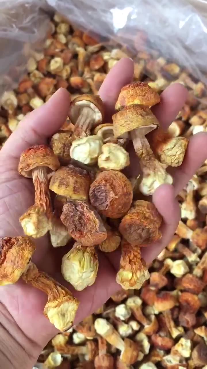云南特产姬松茸新货野生巴西菇干货姬茸菇姬松茸源头批发散装500g