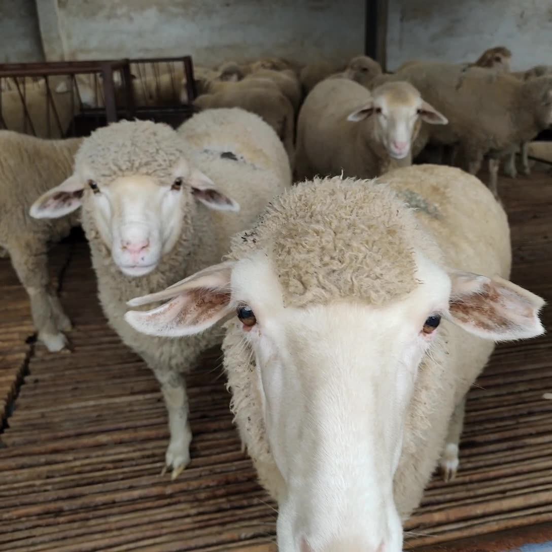 种羊养殖场 无角陶赛特羊 美利奴羊 景区萌宠展览
