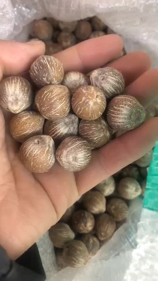 招财紫金鼠 原籽浑圆紫金鼠菩提子佛珠 招财鼠文玩手串原材料一元