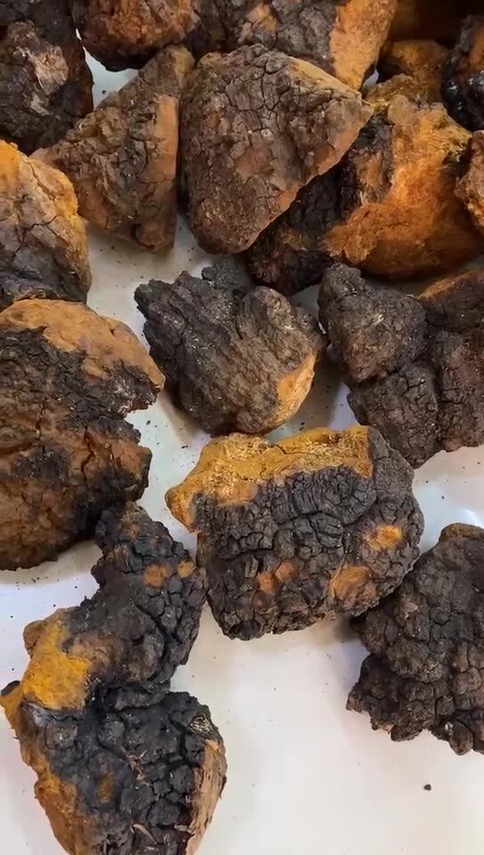 桦树茸 白桦茸俄罗斯桦树泪桦树茸大个桦褐孔菌白桦茸小颗粒500克