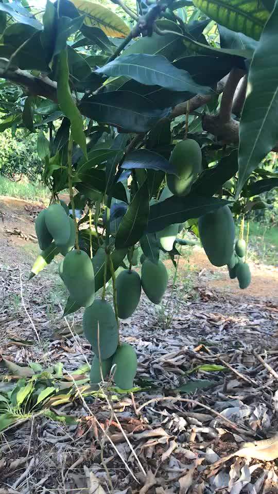 产地货源广西百色芒果桂七芒5斤整箱新鲜青皮芒水果批发一件代发