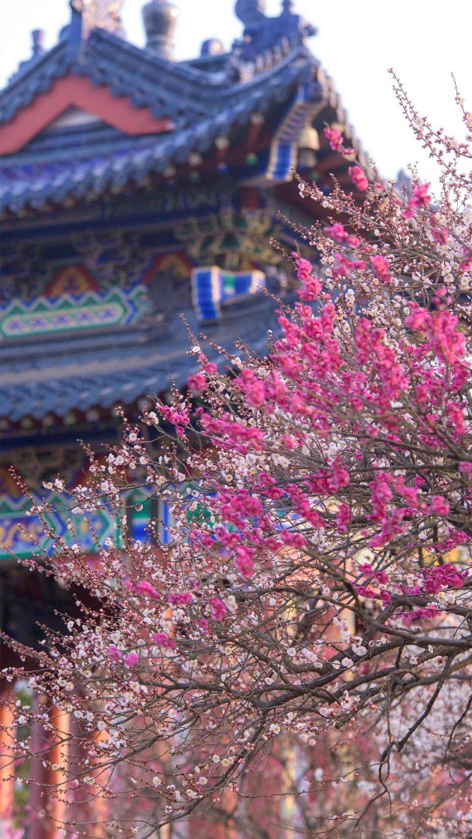 梅花终于要开了!南京这9大赏梅地,即将美爆全城!