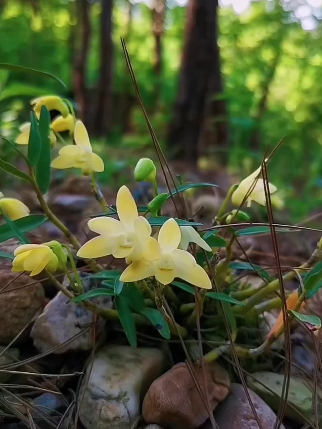 安徽霍山铁皮石斛花大量上市、养生圈悄然兴起新风潮
