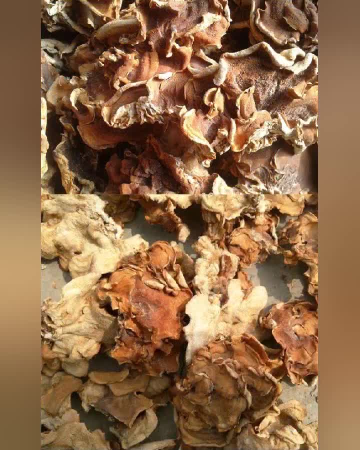 云南食用菌菇榆耳沙木耳榆蘑菌菇榆菇木耳干货 产地销售批发榆耳