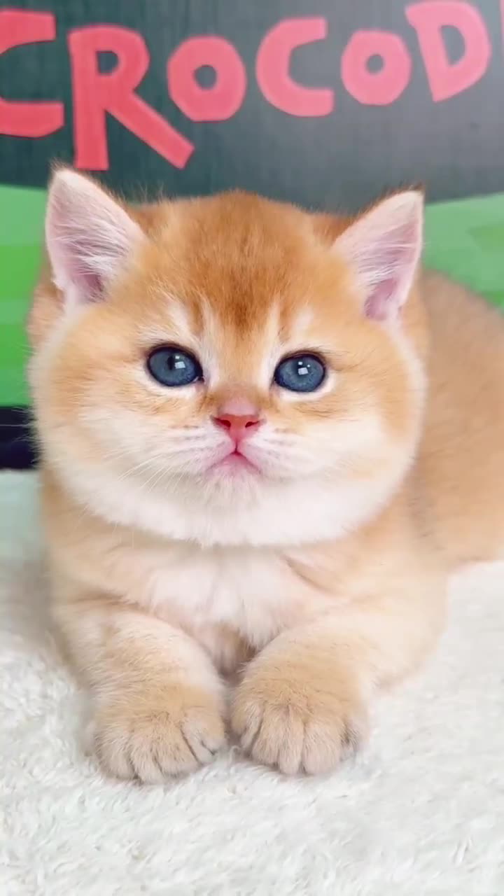 宠物猫咪活体批发金渐层银渐层英短蓝猫矮脚猫幼猫蓝白猫活体