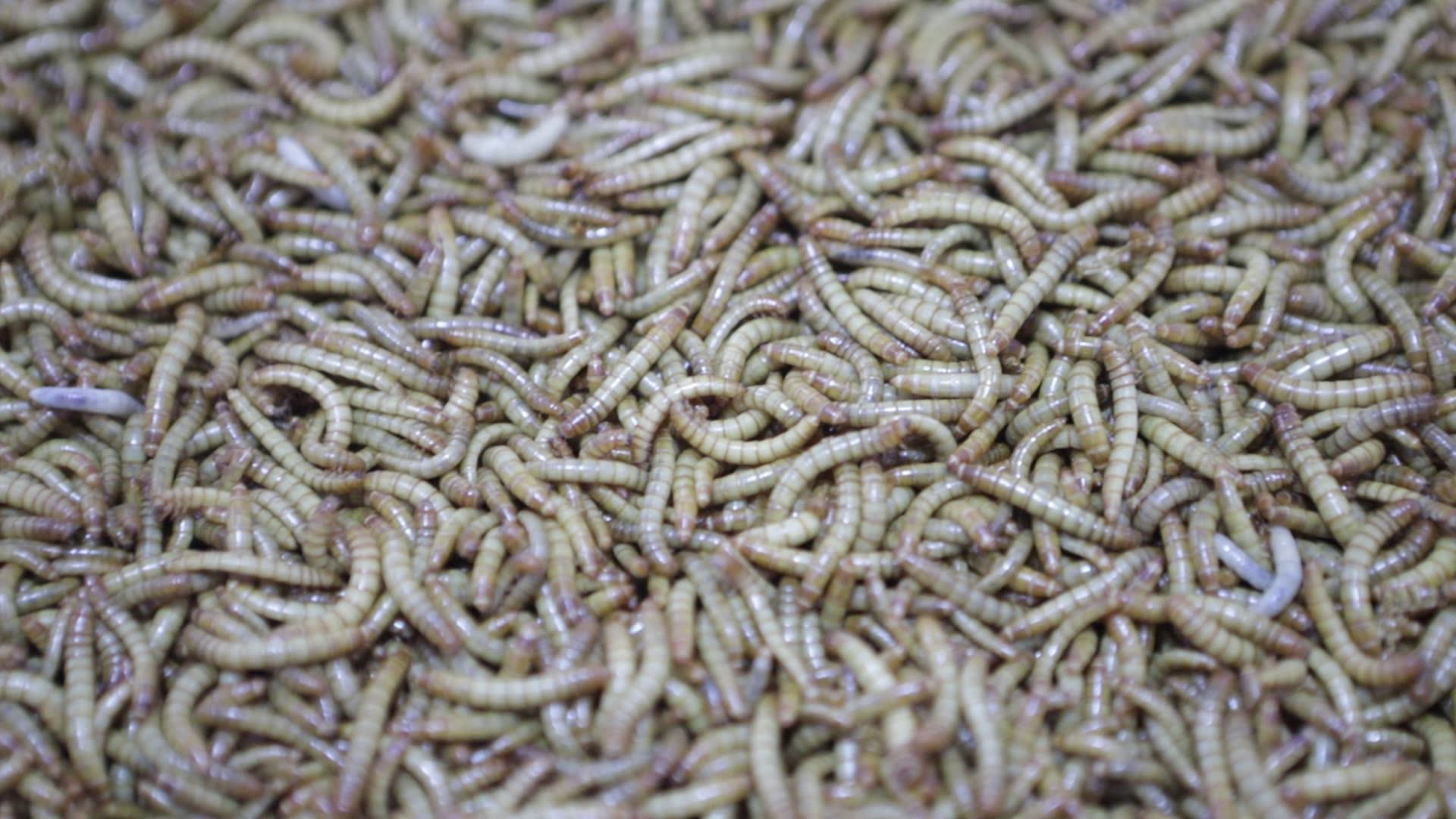 safe breeding and 100% pure mealworm meal insect powder fish