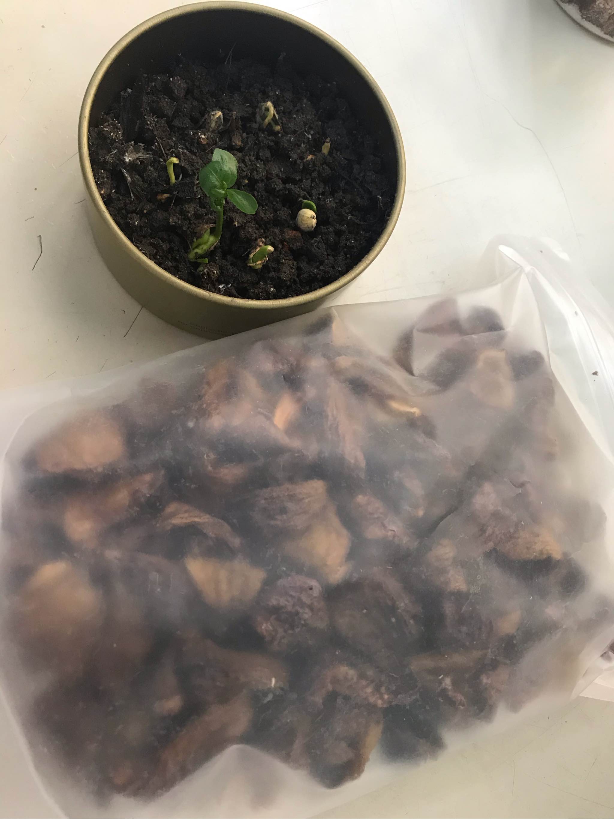 无花果干天然糖包子怎么样真的好用吗？有没有效果，亲自使用感觉,第7张