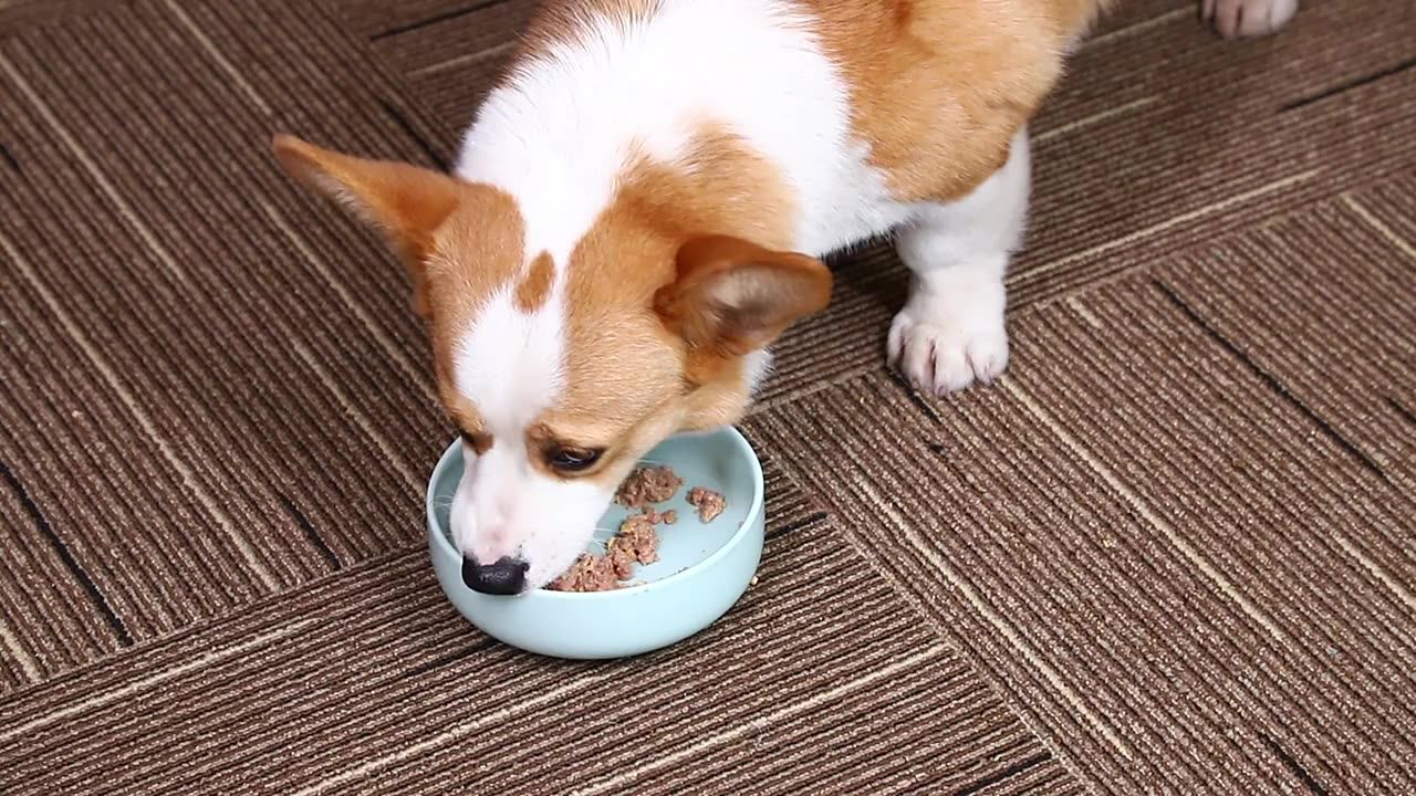 pet food supplier dog treats nutritional dry dog food