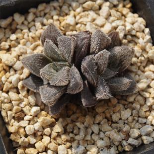 木马 绘卷白银 母本叶插 毛玉露双头 一物一拍 包邮 小木马肉肉