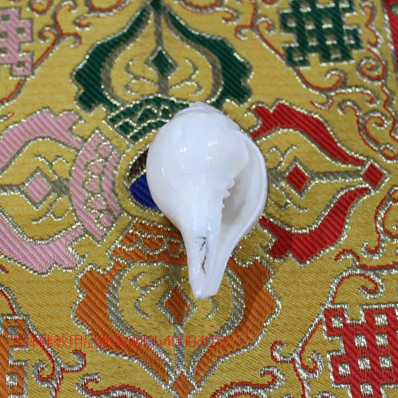中号7cm天然白海螺/法螺/尼泊尔 佛教用品/密宗 八供用品