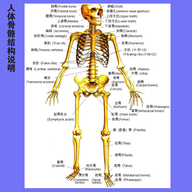 人体骨架模型示意图图片