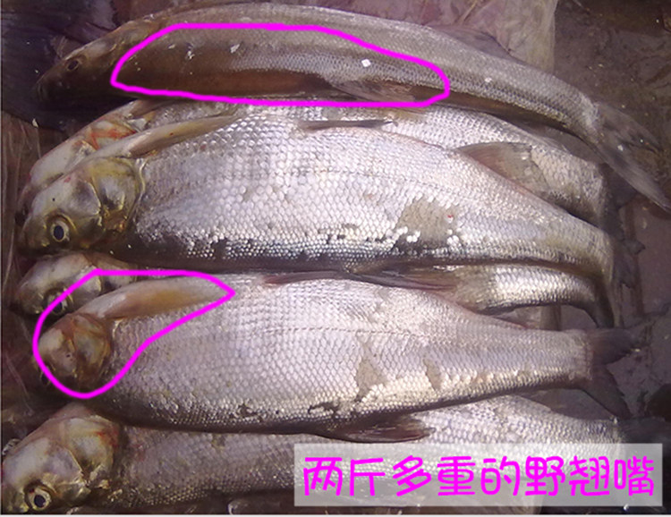 丹江口翘嘴白野生鲜活白鱼大白刁新鲜刁子鱼鱼干翘嘴鲌白野鱼500g