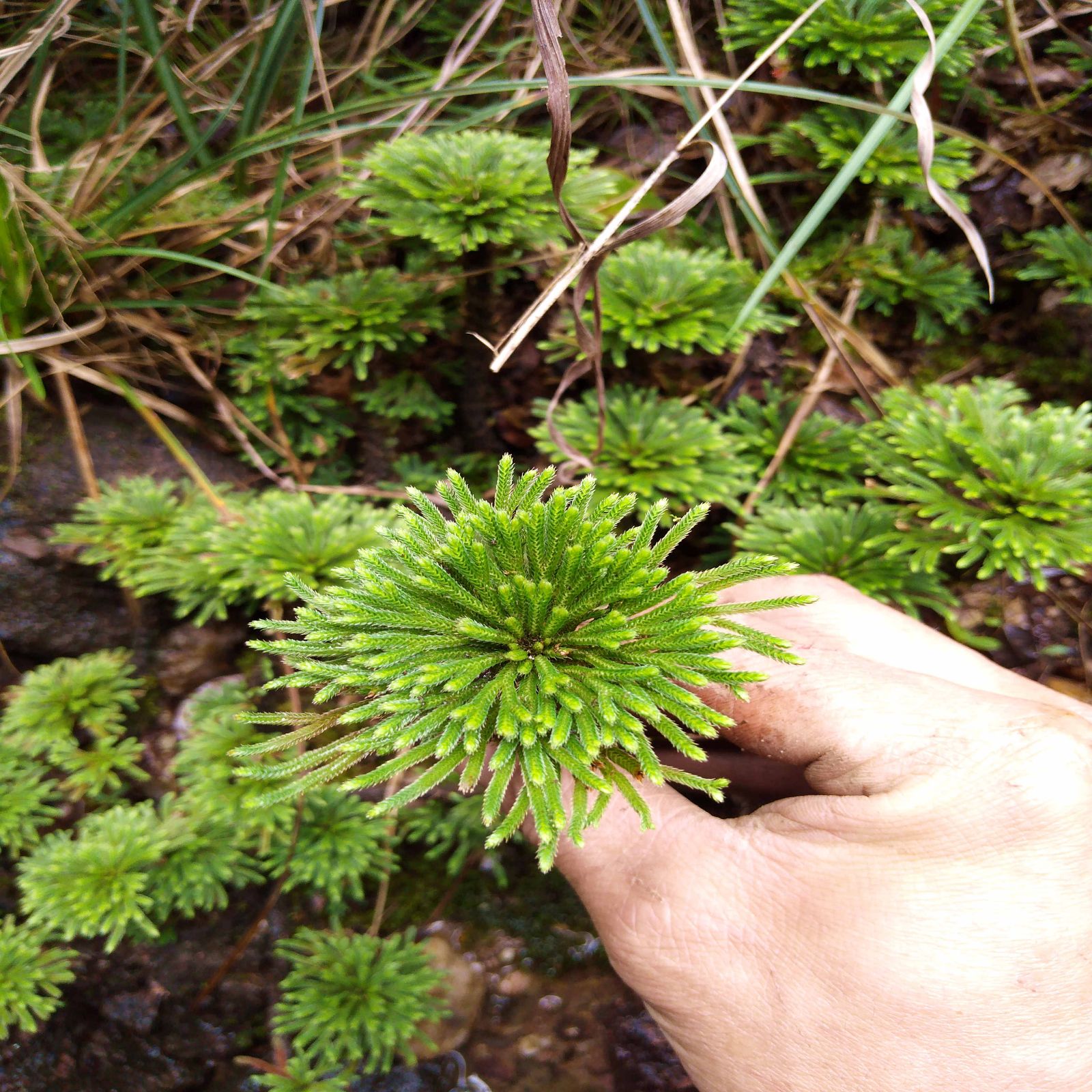 卷柏是什么植物(卷柏是什么植物是蕨类植物吗)