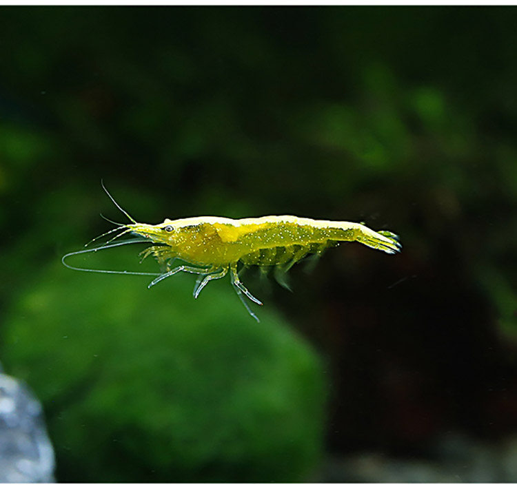 宽条金背黄金米虾工具虾除藻虾观赏虾鱼缸宠物虾宽条虾2只/组1044_双